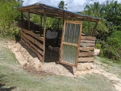 Animal Enclosure
