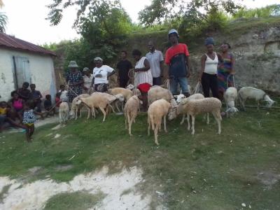 Goat and Sheep Distribution