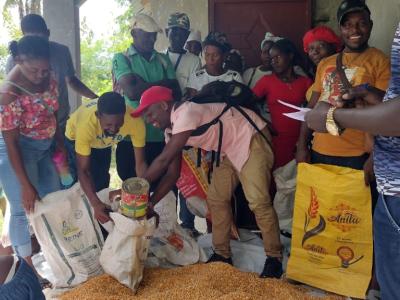 Corn seed distribution in Tricon 
